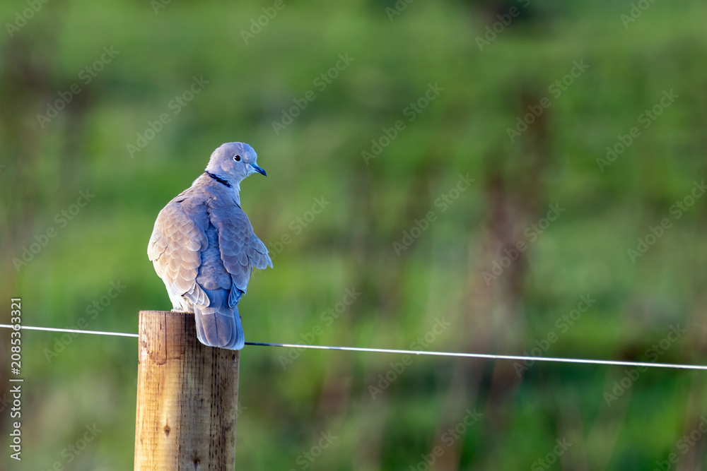 Fototapeta premium Eurasian collared dove on a wooden fence post