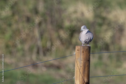 Photography Eurasian collared dove facing forward on a post
