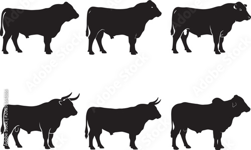 Canvastavla Brahman bull on white background.