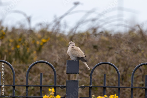 Photography Eurasian collared dove on a railing by gorse