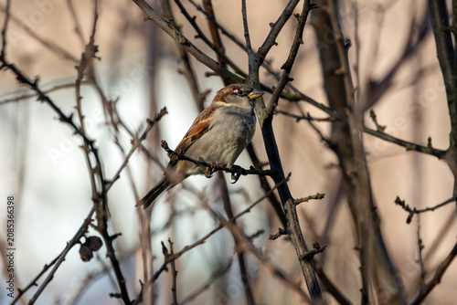 Photography Female house sparrow perched on a branch