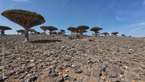 Dragon blood trees on a rocky desert hillside. Sokoctra, Yemen.