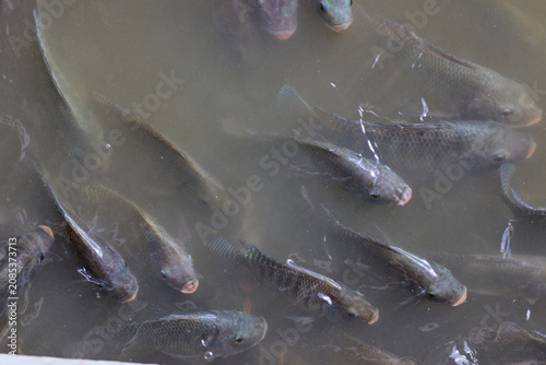Group of Tilapia fish Swimming in Murky Pond Water