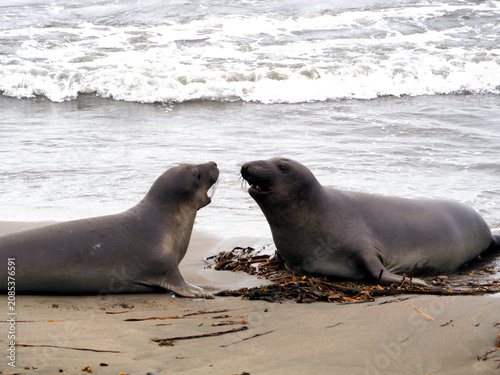 Photography San Simeon, California, 11/10/2018 Description: Elephant seals interacting on th
