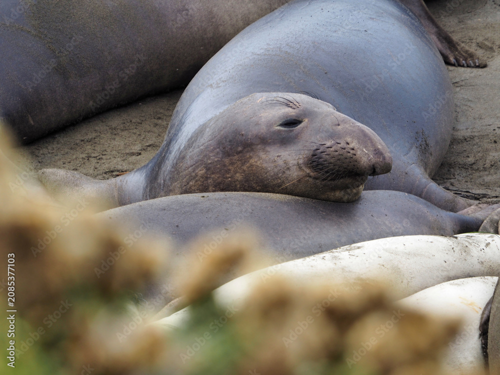 Fototapeta premium San Simeon, California, 11/10/2018 Description: Close-up of a northern elephant seal resting on the beach, San Simeon, California