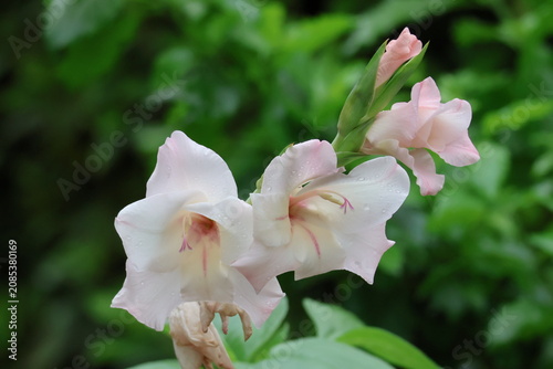 Pale pink gladiolus
