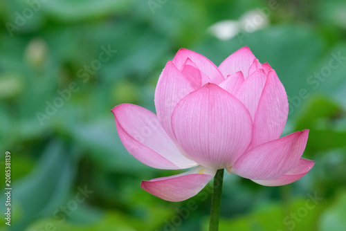 ピンク色の蓮の花