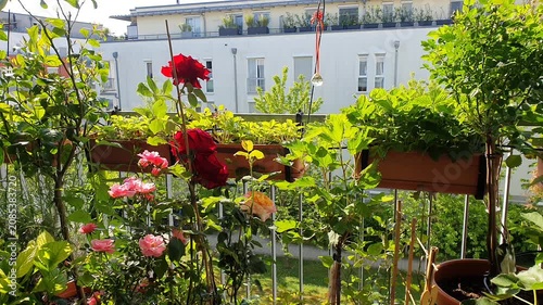 Balcony garden with potted plants. Domestic garden on the apartment balcony