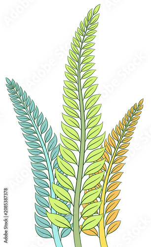 fern leaf isolated	