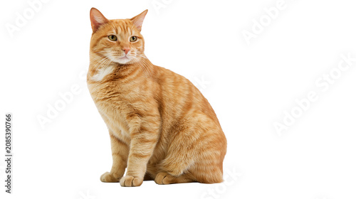 Cuadro en lienzo Orange tabby cat sitting and looking to the side