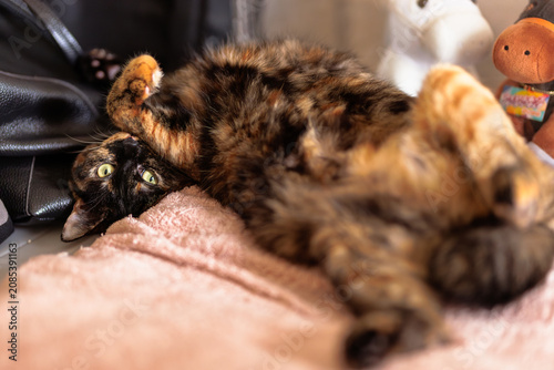 サビ猫