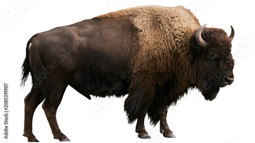 Fotografía American Bison with thick shaggy fur and horns