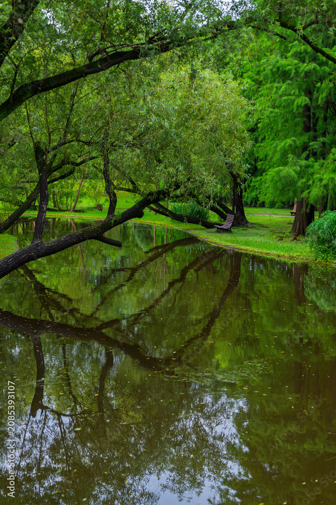 Fototapeta premium Forest pond with tree reflections after rain