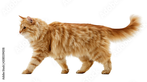 Fotografie Orange tabby cat walking with fluffy fur and striped tail