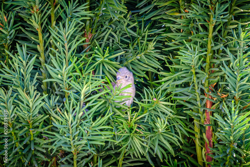 Konstfotografi A young fledgling Goldfinch chick peers from its nest in an evergreen Yew tree i