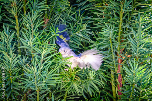 Φωτογραφία A young fledgling Goldfinch chick spreads its wings for the first time in an eve