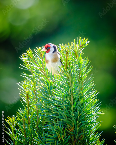 Konstfotografi A Goldfinch perched on top of a Yew tree in the Dordogne region of France