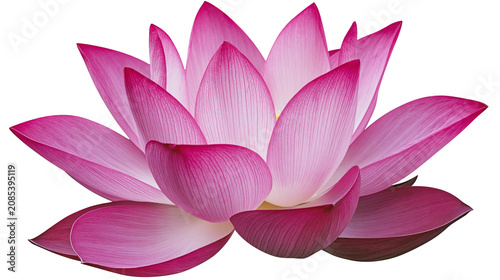 Pink lotus flower with delicate petals and veins