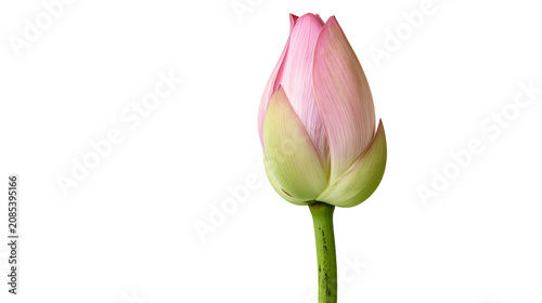 Fotografie Pink lotus flower bud with green sepals and stem