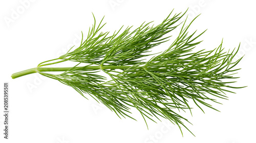 Obraz na płótnie Fresh green dill herb sprig with delicate feathery leaves