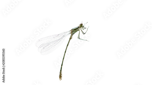 Photos Green damselfly insect with wings and long body