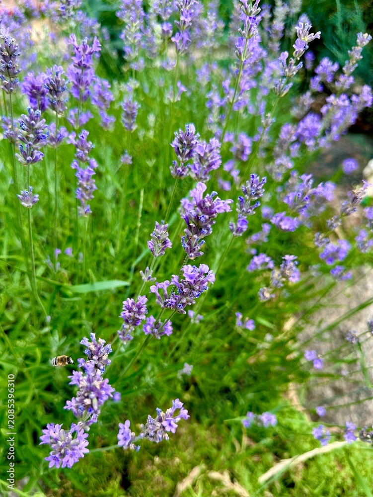 Obraz premium Blooming lavender bush with little bee flying close up