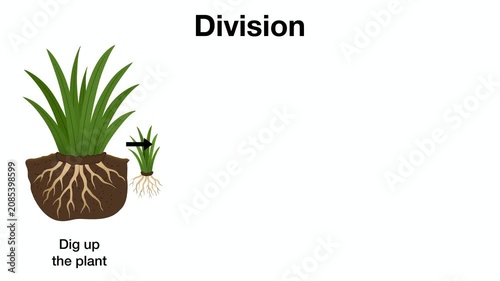 Animation of Educational biology diagram explaining plant propagation by division method, illustrating steps of digging up clump, separating sections, and potting new roots