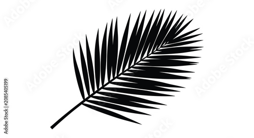 Fotografie Palm leaf frond a black silhouette against a white background silhouette