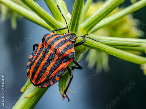 Obraz na płótnie Close-Up Of minstrel Bug On Green Plant Stem