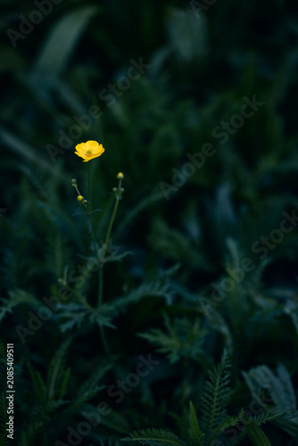 Bright yellow flower, buttercup, dark forest background