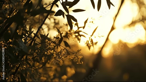 Golden sunset sunlight filtering through leaves and branches of garden trees in peaceful afternoon during autumn season background texture