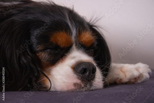 Εκτύπωση καμβά cavalier king charles spaniel puppy sleep