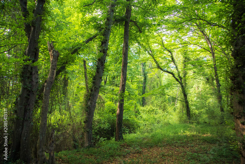 Schilderij op canvas Unique subtropical relict liana Samur forest. Dagestan, Russia.