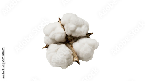 Bild auf Leinwand Cotton boll with fluffy white fibers and brown stem