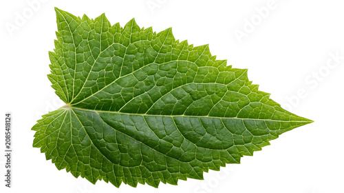 Tablou pe pânză Green leaf with serrated edges and prominent veins