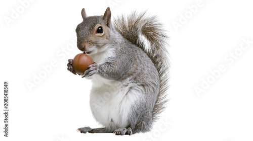 Obraz na płótnie Gray squirrel holding a nut in its paws
