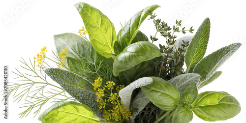 Fresh culinary herbs bouquet and basil, sage, dill flowers, thyme isolated on white background. Studio food photo.