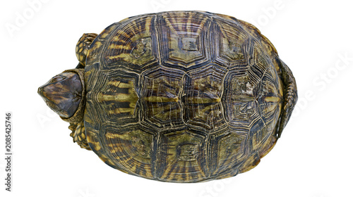 Cuadro en lienzo Box turtle shell pattern close-up top view