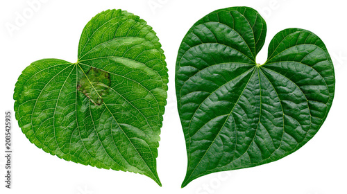 Foto Two green heart-shaped leaves with visible veins and one leaf showing a brown sp
