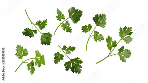 Fresh green parsley sprigs scattered