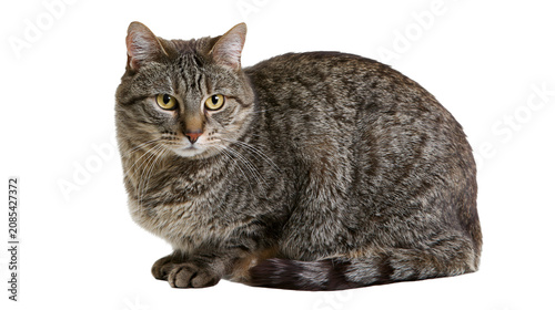 Tablou pe pânză Tabby cat with yellow eyes sitting on white