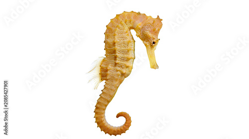 Bild auf Leinwand Orange seahorse with textured body and curled tail