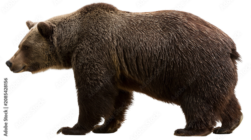 Fototapeta premium Brown bear standing profile view