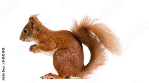 Obraz na plátně Red squirrel with bushy tail sitting on white