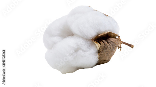 Foto Fluffy white cotton boll with brown seed pod and stem
