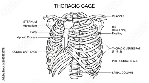 Foto Anatomical illustration of the human thoracic cage with labels