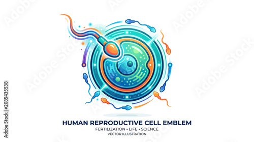 Photos Human Fertilization: Sperm Cell Approaching Ovum for Reproduction, Life Science