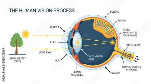 Cuadro en lienzo Human Vision Process Diagram: Light Rays Entering Eye to Neural Signals