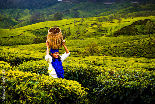 Foto Young girl against a Monsoon tea plantation Landscapebackground in Munnar Kerala
