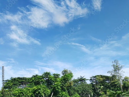 palm trees and blue sky